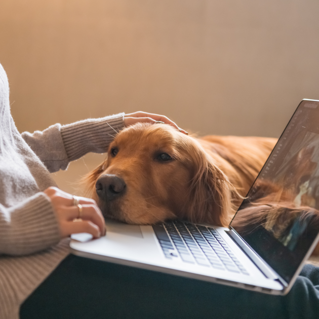 a woman sitting with a laptop on her lap, petting a dog that has its head on the laptop.